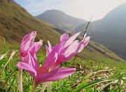 18 Colchicum autumnale (Colchico d'autunno) con vista verso lo Zucco degli Agnelli